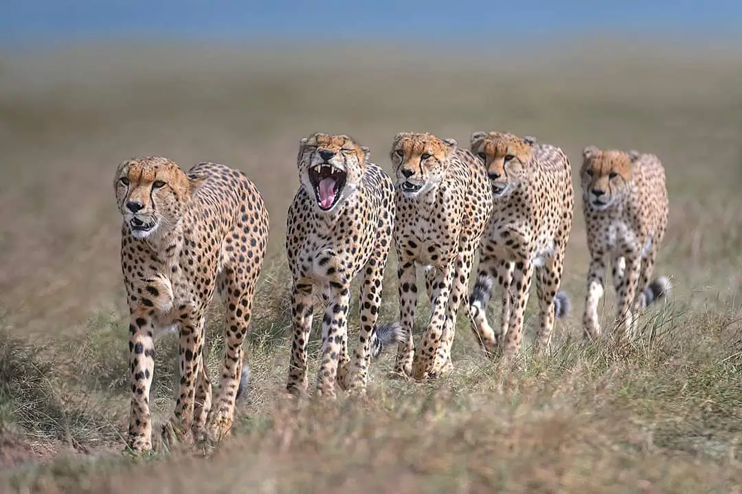 The Five brothers (Cheetah) Masai Mara, Kenya