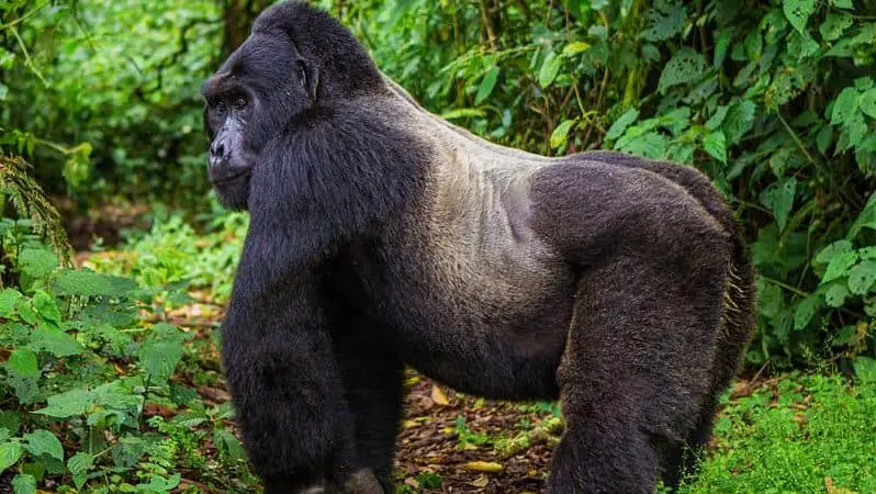 mgahinga gorilla national park uganda