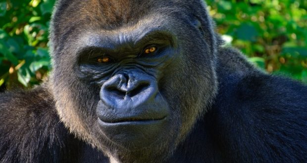 Gorilla at Bwindi Impenetrable forest