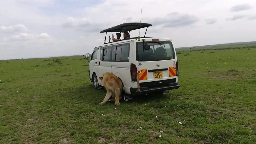 Lion leaning on a tour Van in Masai Mara Safari