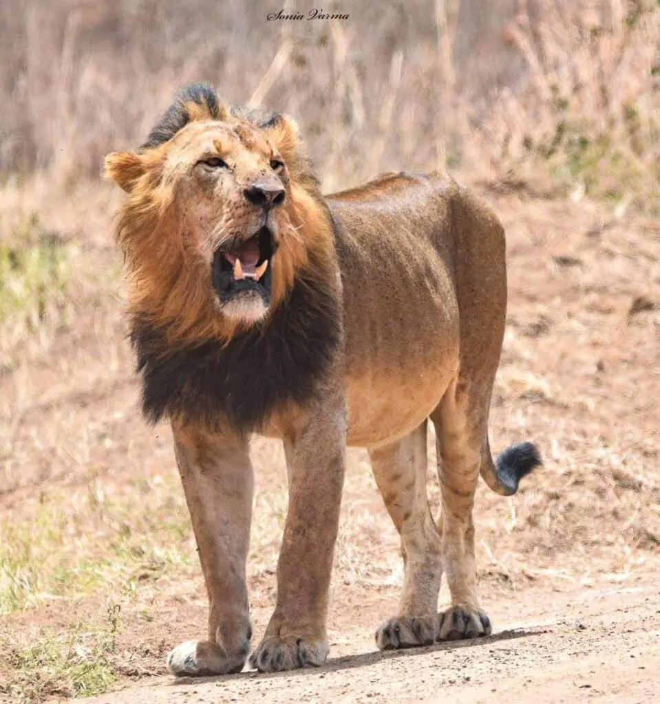 King Sirikoi at Nairobi National Park, Image Sonia Varma