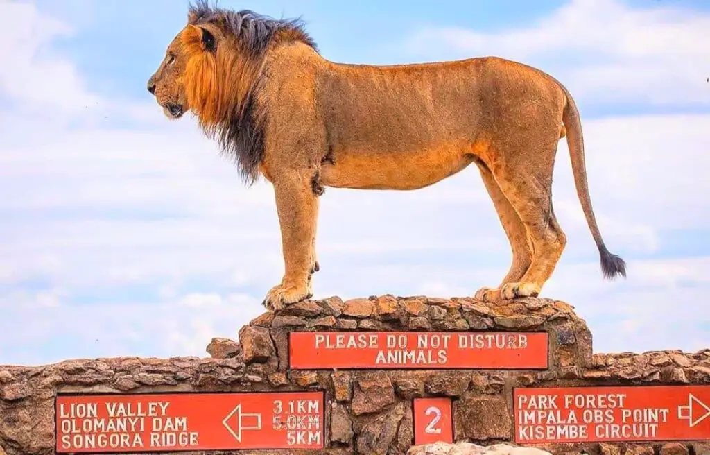 King of Nairobi National Park (Image Official Nairobi City)
