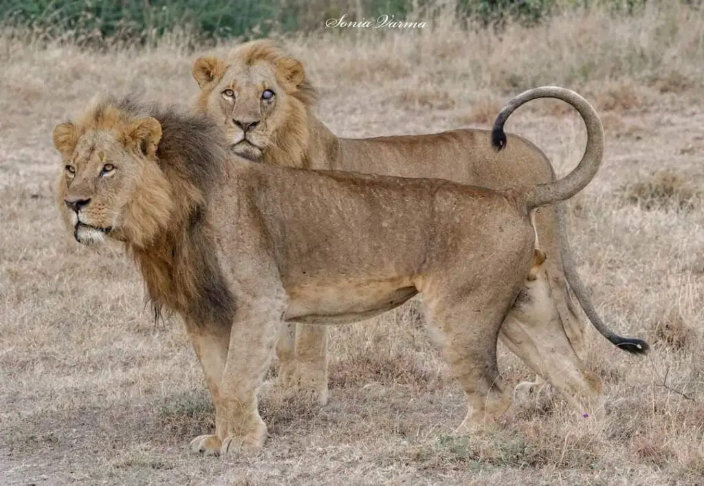 Lions of Nairobi National Park Kitili and Mpakasi, Image by Sonia Varma