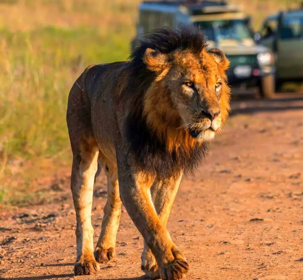 Nairobi National Park Safari ( Image Courtesy )