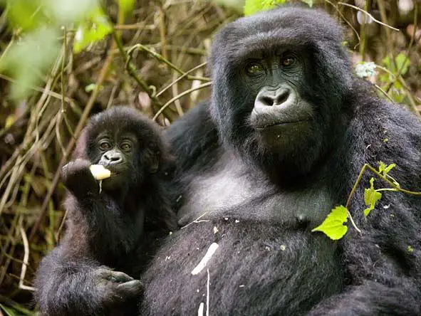 Rare Sight of Mother and Baby in Rwanda during Gorilla Trekking