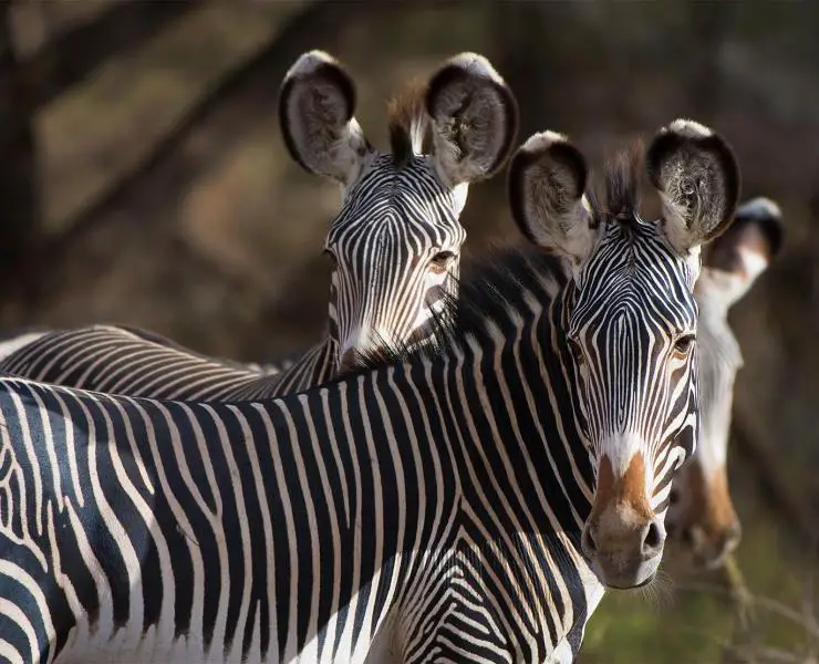 A herd of the Grevy Zebra, Image Courtesy.