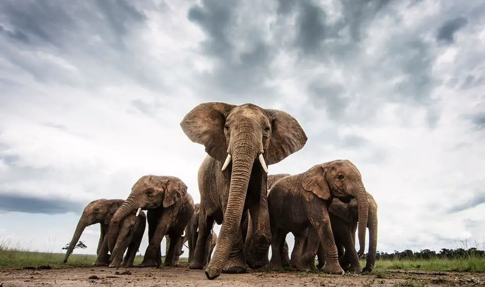 A herd of elephants, at Masai Mara (How much does a Kenyan Safari Cost? ) Image Courtesy