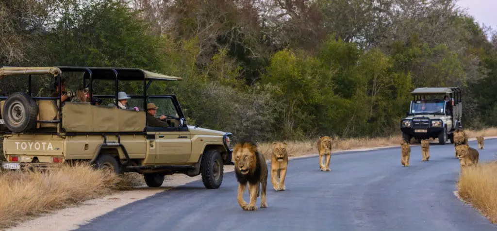 Kruger National Park, Game drive, South Africa