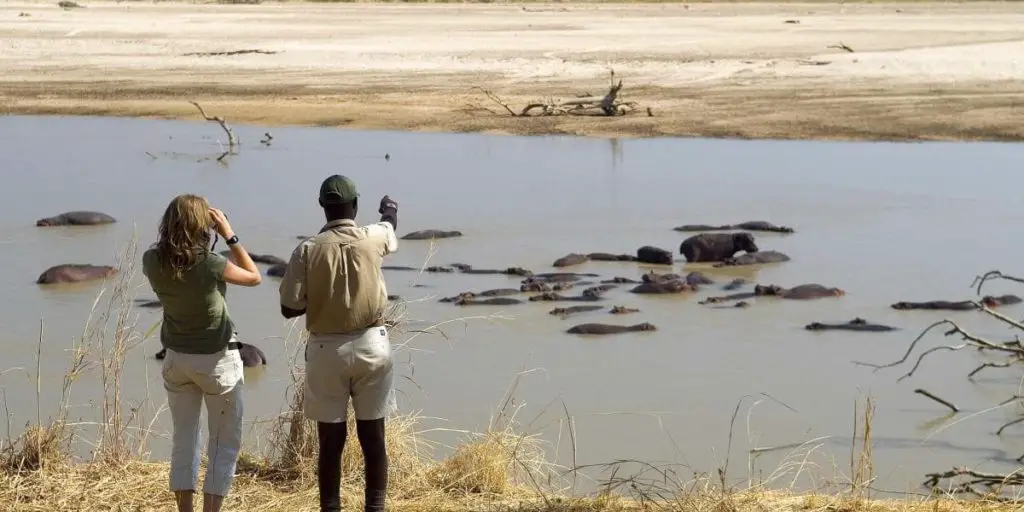 Walking Safari in Zambia, A Pool full of Hippos ( Image: Robin Pope)