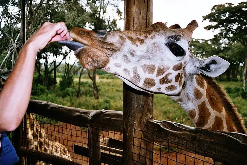 Giraffe Centre, feeding the giraffes
