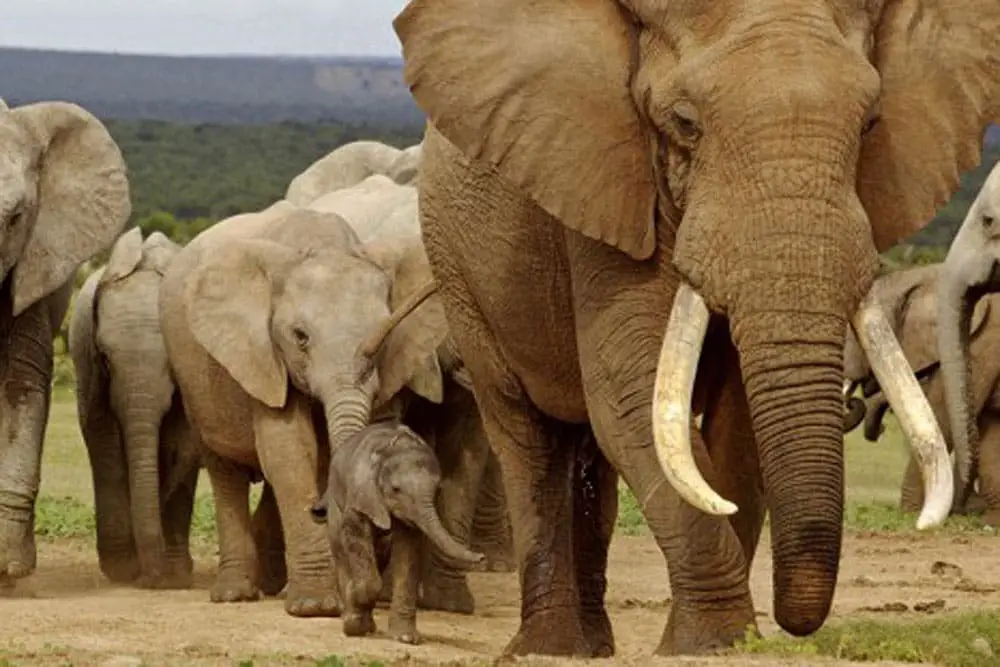 A Herd of Giant Elephants