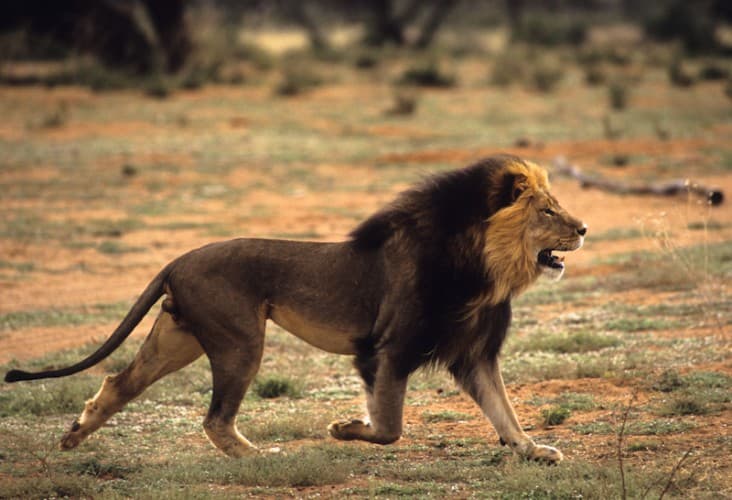 Lions of Kalahari, Image weebly