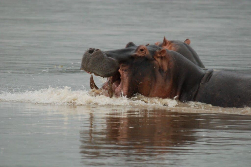 Hippopatamus in River Limpopo