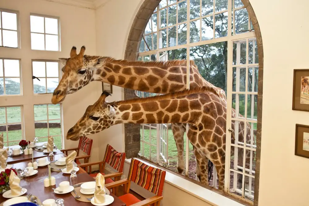 Giraffes, Stretching their long neck Out, looking for goodies