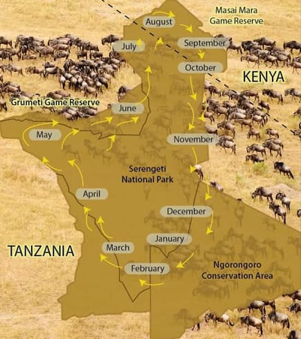 Wildebeest Migration Map