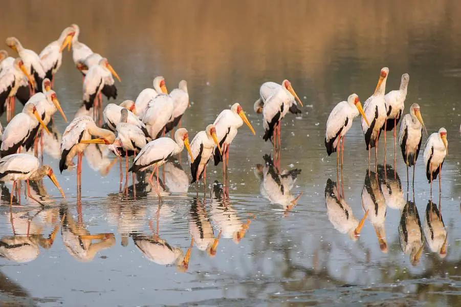 Migratory Birds, spotted during walking Safari ( Image: Robin Pope)