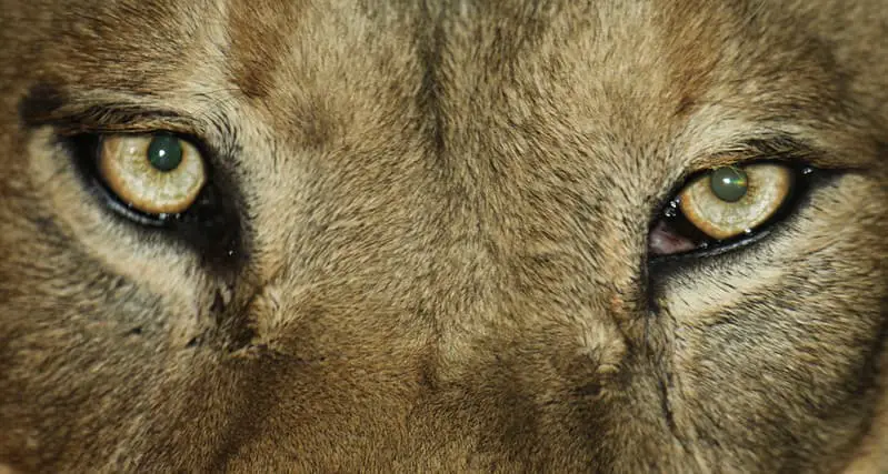 The Lion facts about the eyes Image Courtesy