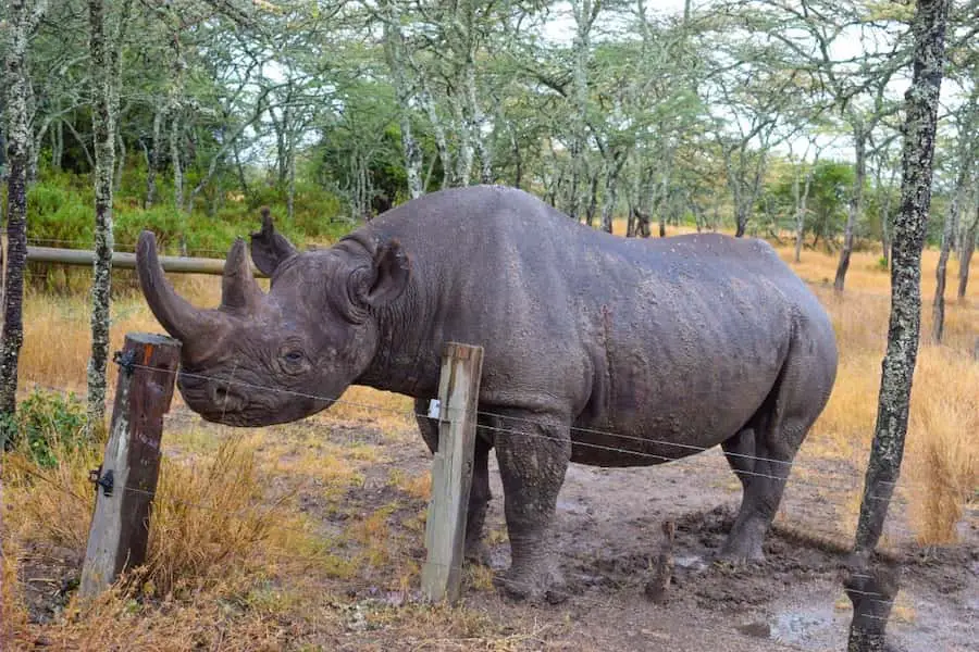 Baraka the Blind Black Rhino at Ol Pajeta Conservancy