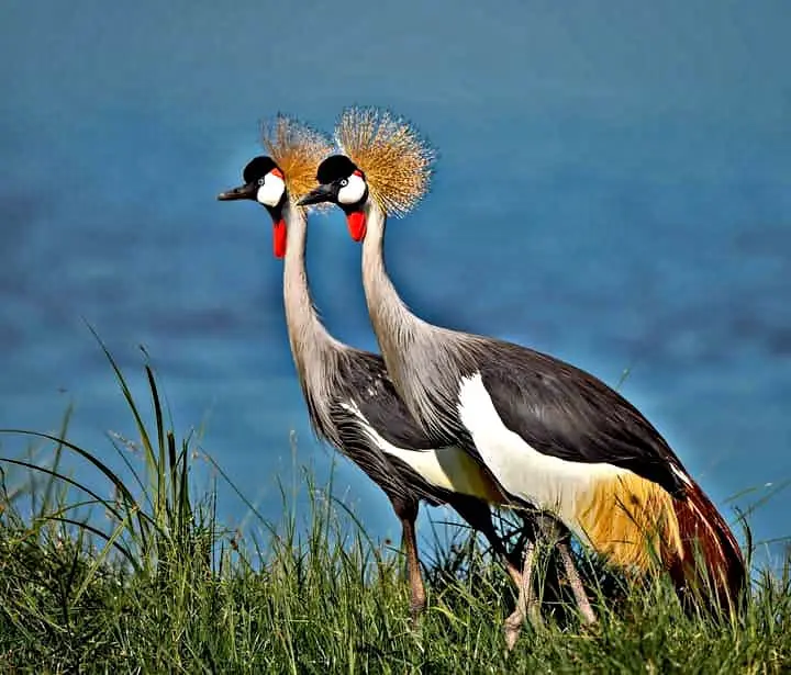Crowned crane at Amboseli National Park