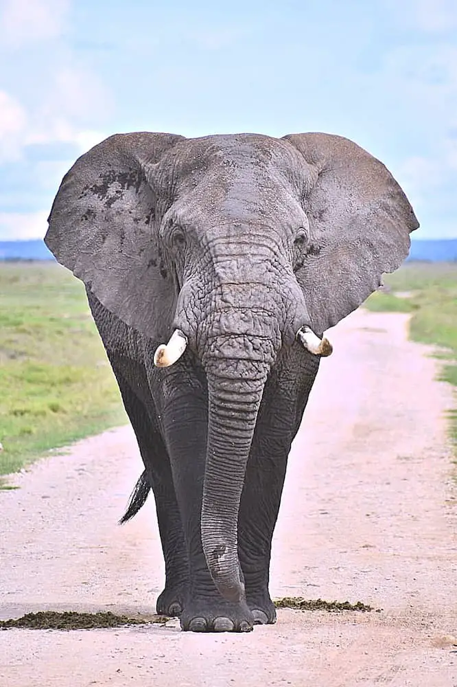 Elephant Amboseli National Park