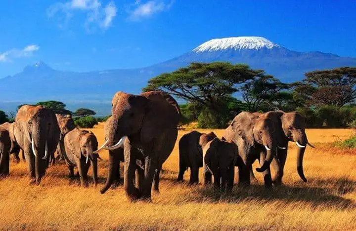 Herd of Elephants at Amboseli National Park