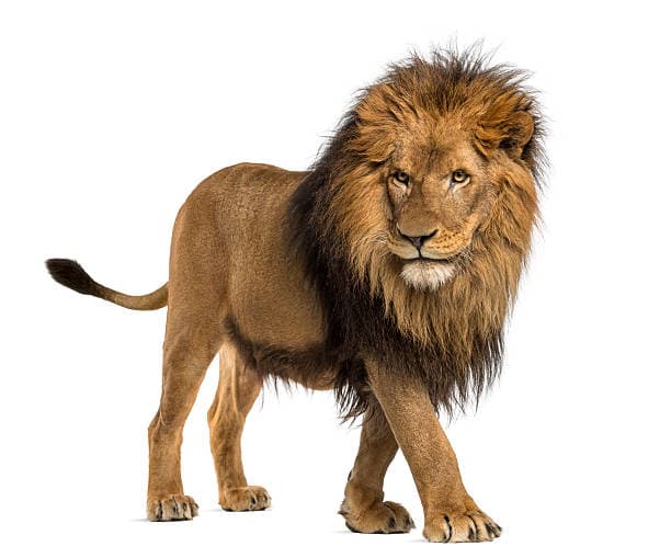 Lion the King Image Courtesy