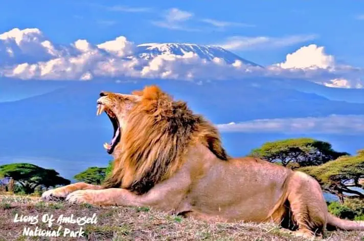 Lion at Amboseli National Park Image source Incredible