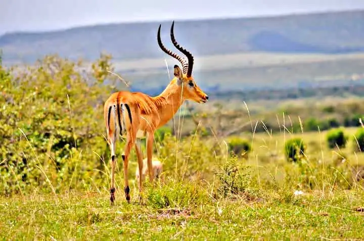 Male Impala at Amboseli National Park