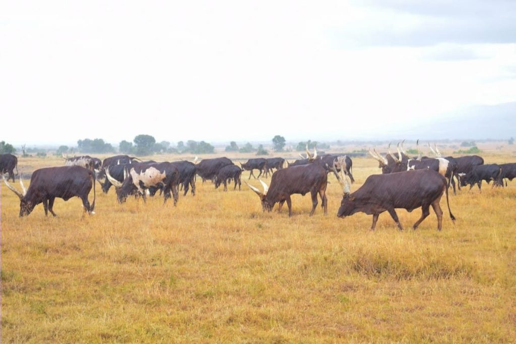 The Ankole Cows being Rained on at Ol Pejeta Conservancy