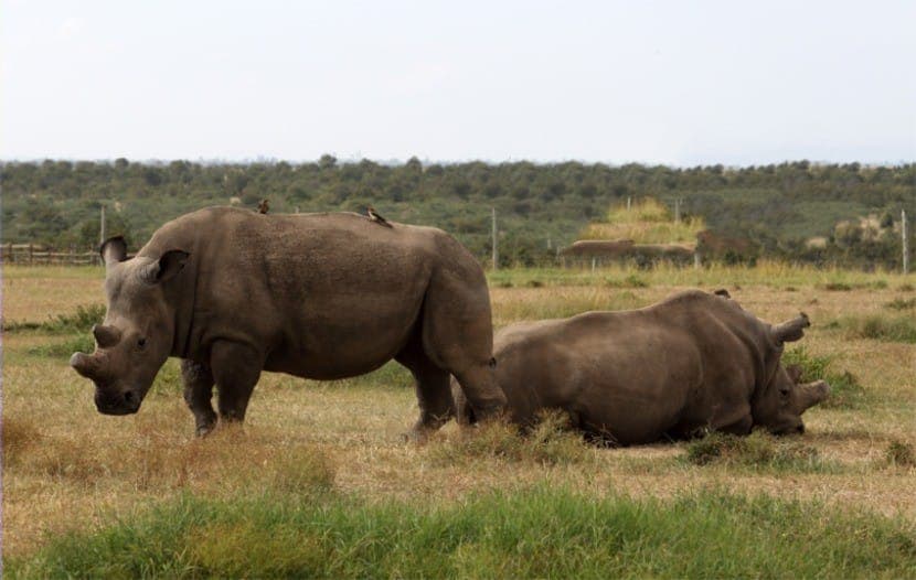 The Remaining Northern white Rhinos at Ol Pejeta Conservancy