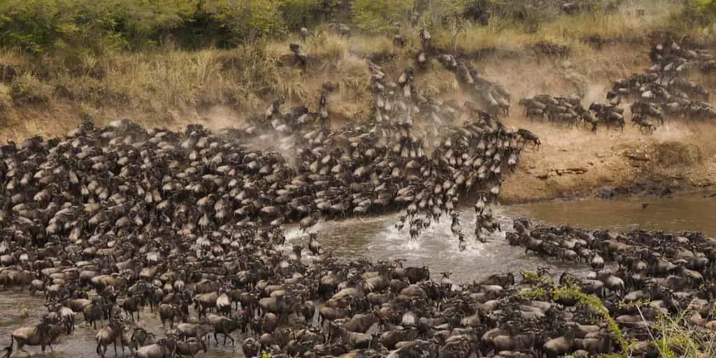 The Greatest Wildebeest Migration at Masai Mara