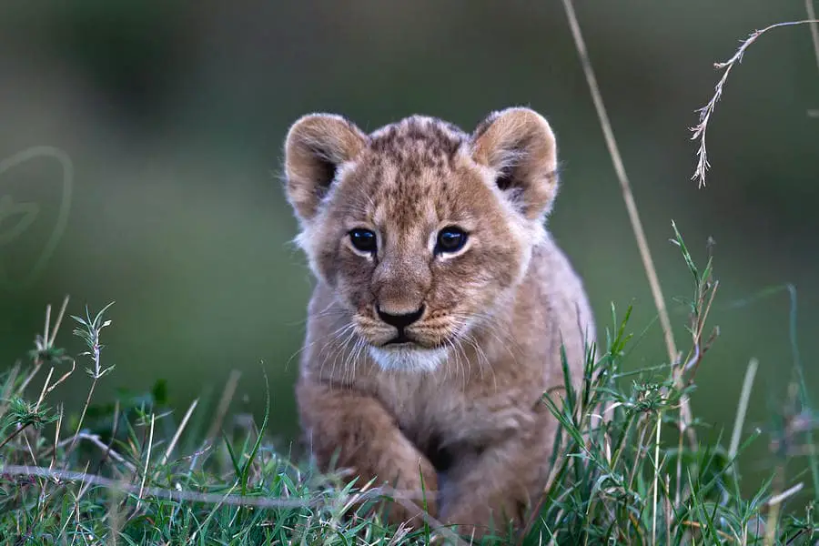 Cub with towny spots and blue eyes Image: Fine Art