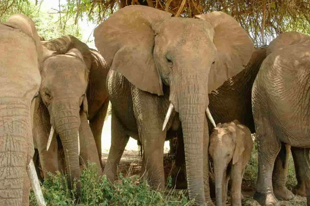 A Herd of Elephants led by Matriarch Image: Save the Elephants