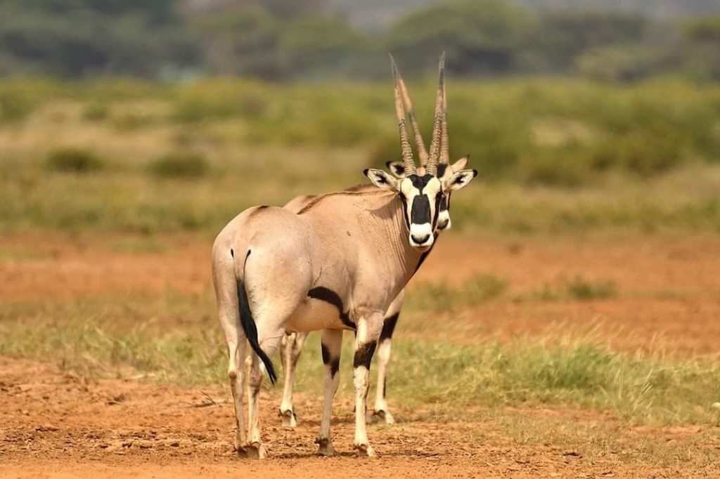 Beisa Oryx at Samburu National Reserve /Kevin