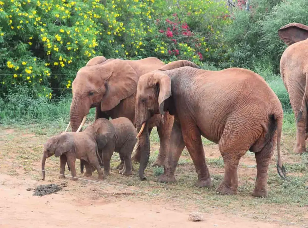 Elephant Calves gain Motion control 20 Minutes after Birth.