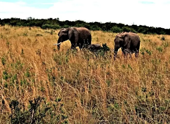 Elephants of Shompole Conservancy 