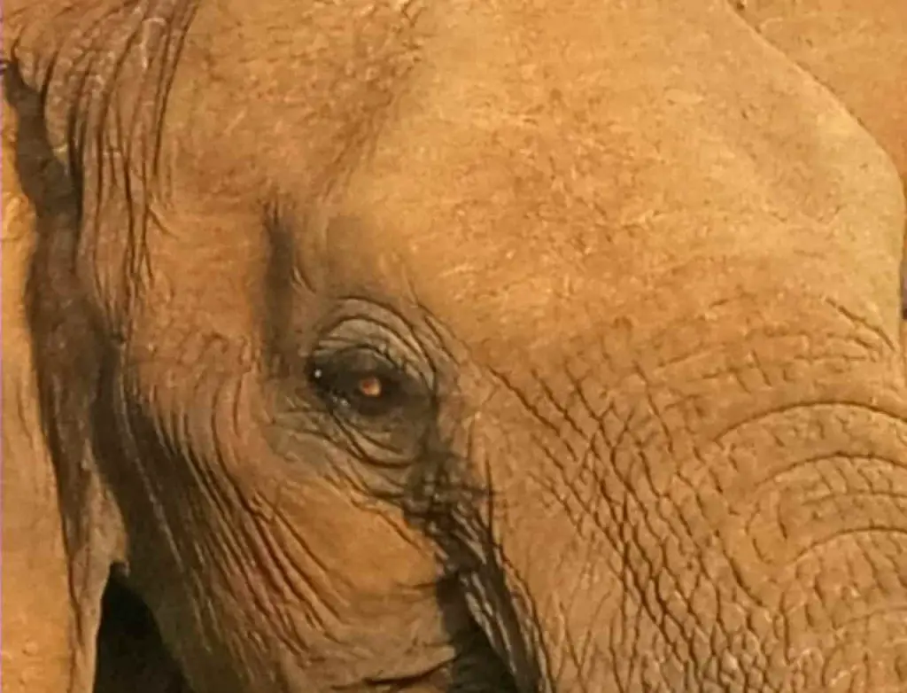 Facts about Elephants Eyes