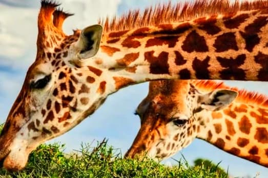 Facts about Giraffe horns