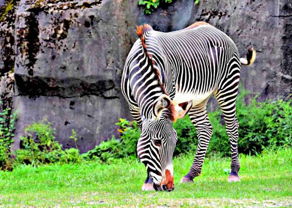Gravy Zebra at The Rahole National Park. (One of the Little Known National Parks and Reserves in Kenya)