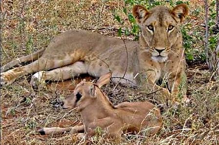 Kamuniak the Lioness with the adopted Beisa Oryx calf