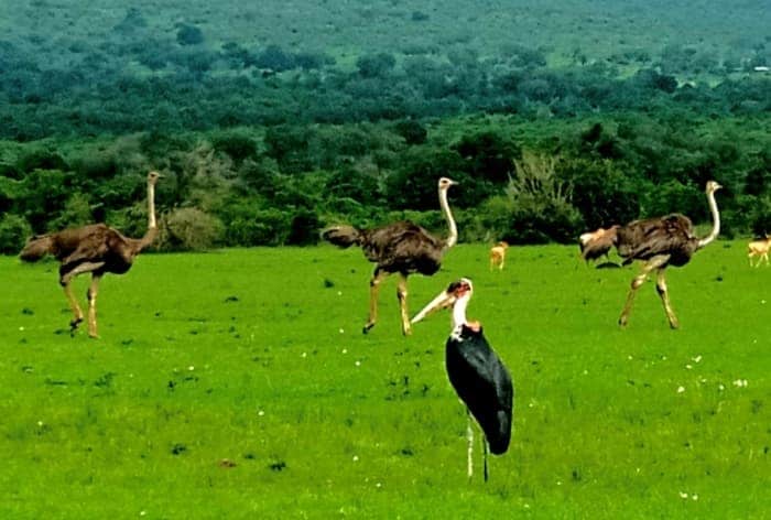 Birds of Samburu