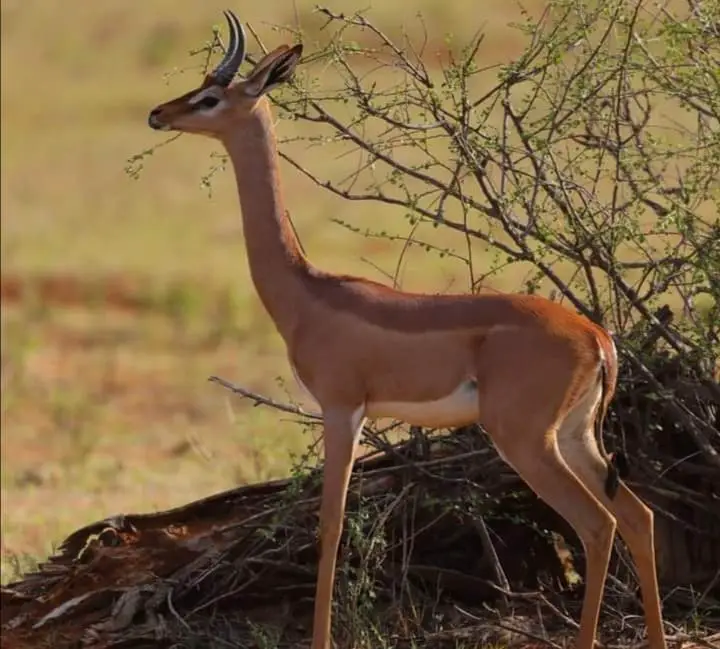 gerenuk antelope at Samburu National Park