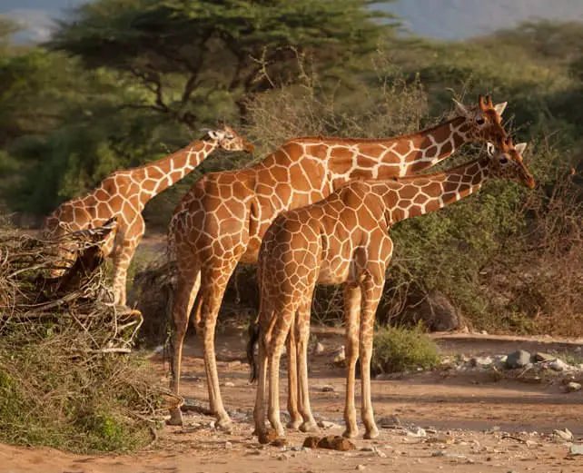 samburu-special-five-reticulated-giraffe, image kerdowney