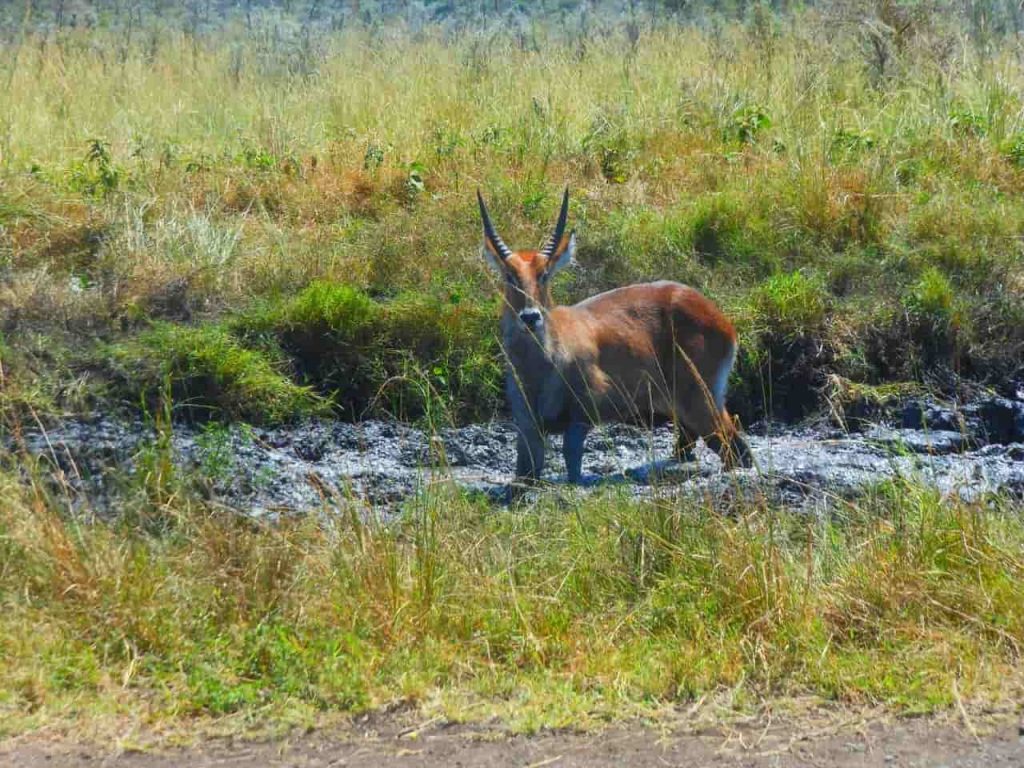 the Endangered Roan Antelope at Ruma National Park.