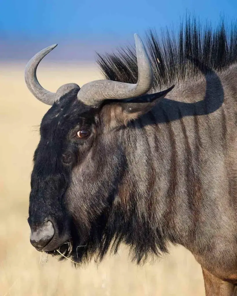 Facts About the wildebeest Migration.