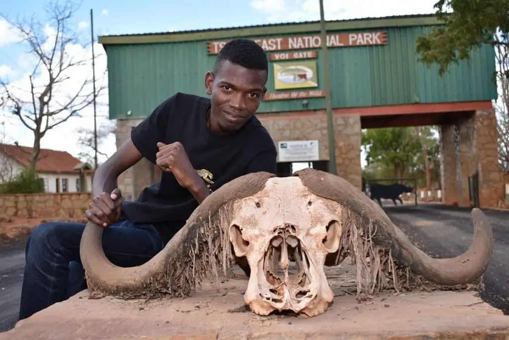 Facts about African Buffalos Horns Image Mr. Juma