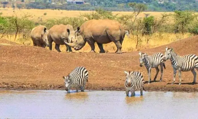 Rhino and Zebras at Nairobi National Park.