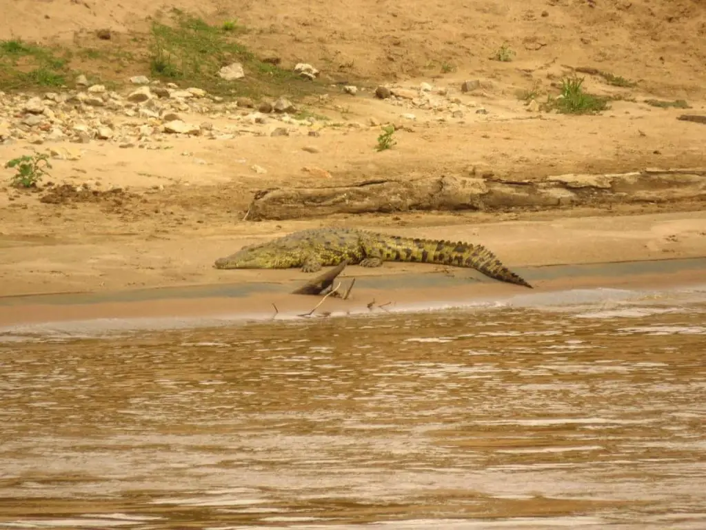 The Fierce Crocodile basking at Masai Mara River