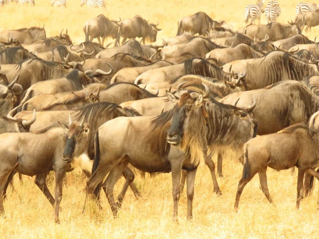 The wildebeest