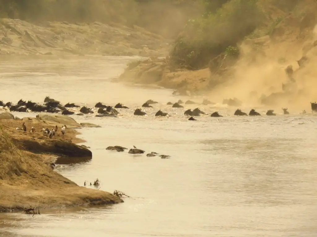 The wildebeest Migration in Masai Mara River